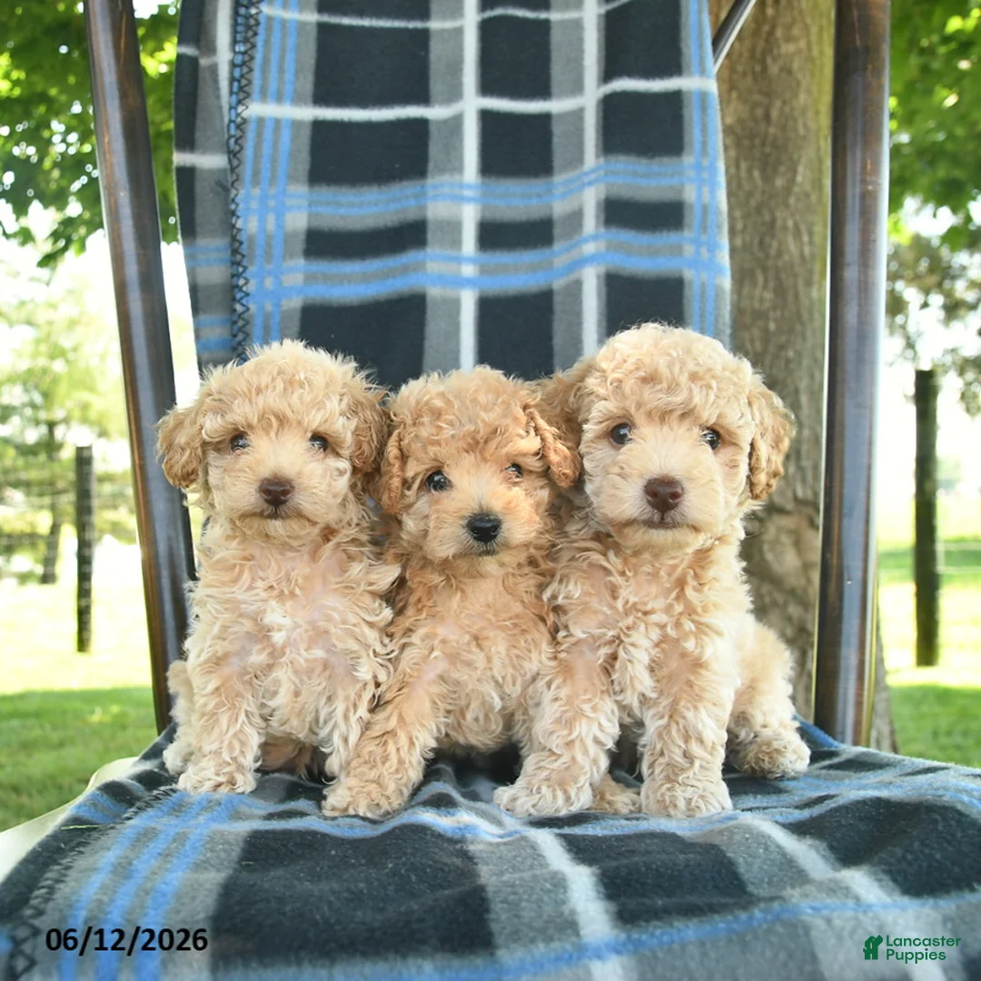 Bichpoo dogs for sale: Magnolia - Ad 3