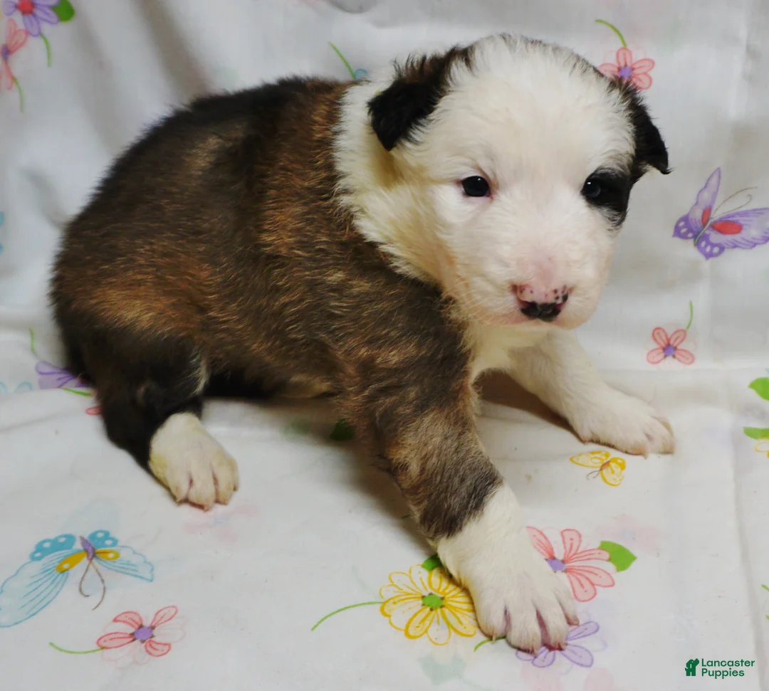 Border Collie dogs for sale: BANE - Ad 1