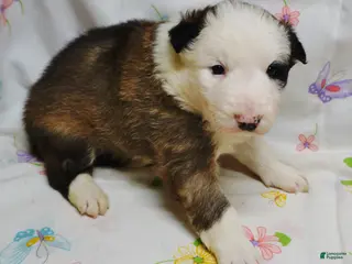 Border Collie dogs BANE - Ad 41