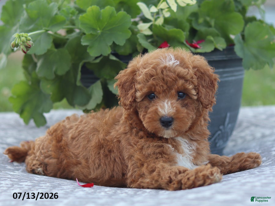 Miniature Poodle dogs Natasha - Ad 2