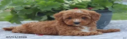 Miniature Poodle dogs for sale: Natasha - Ad 2