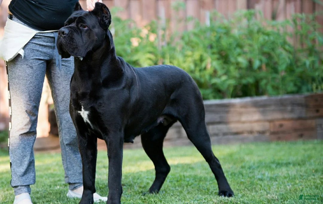 Cane Corso dogs for sale: Black Velvet Abyss Scarlet Shadow - Ad 6