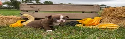 Boston Terrier dogs for sale: Gunner - Ad 3