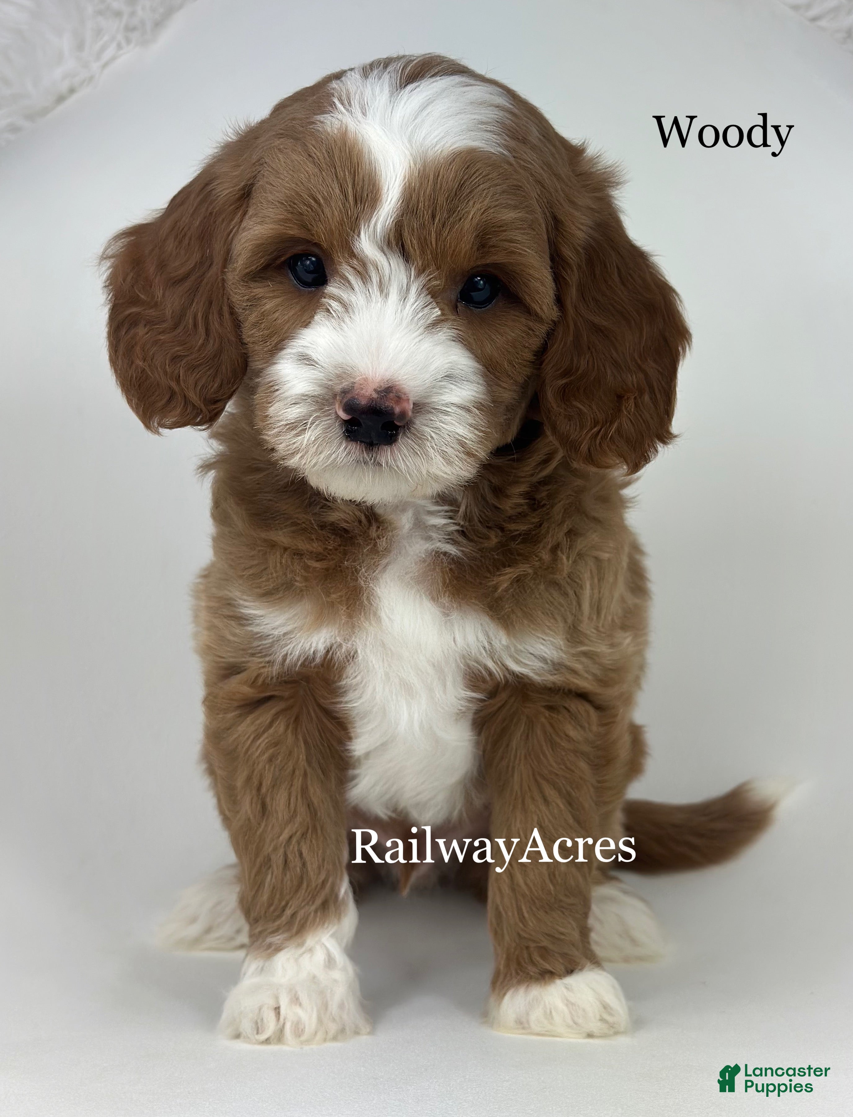 Mixed Breed dogs Woody - Ad 21