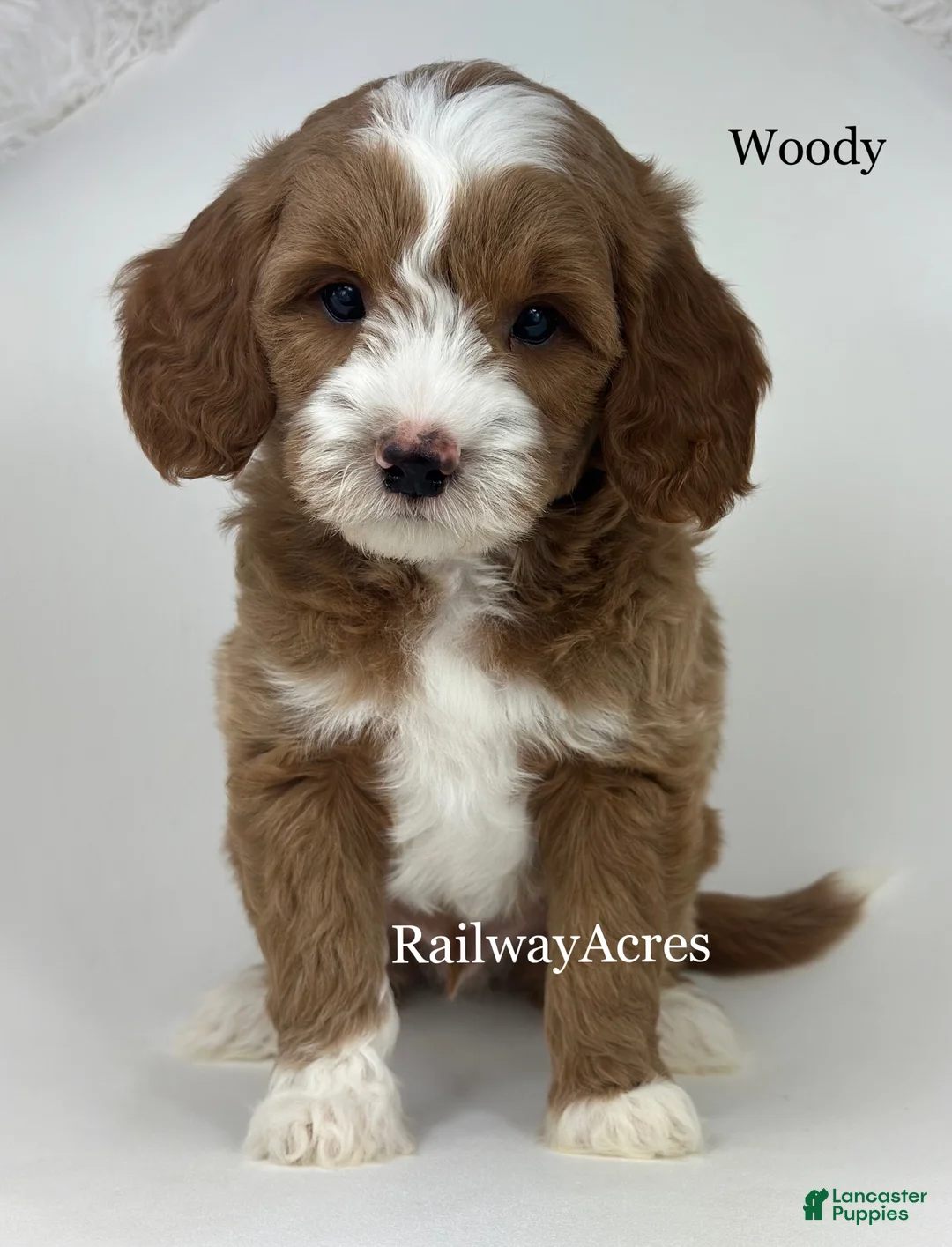 Mixed Breed dogs for sale: Woody - Ad 1