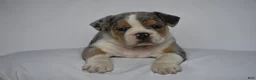 Beabull dogs for sale: Opal - Ad 9
