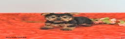 Yorkshire Terrier dogs for sale: Tiny   EXTRA SMALL - Ad 2
