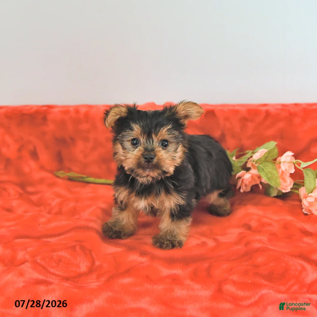 Yorkshire Terrier dogs for sale: Tiny   EXTRA SMALL - Ad 2