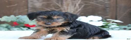 Yorkshire Terrier dogs for sale: Scout - Ad 1