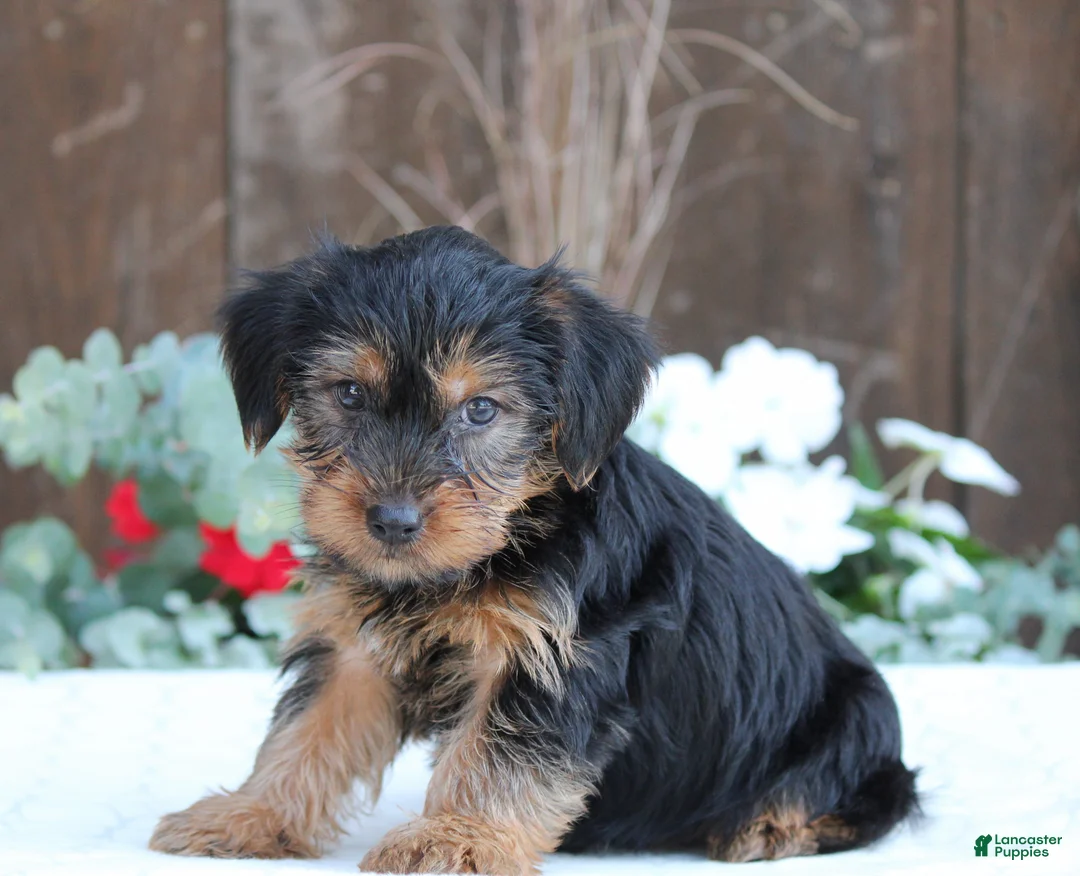 Yorkshire Terrier dogs for sale: Scout - Ad 1