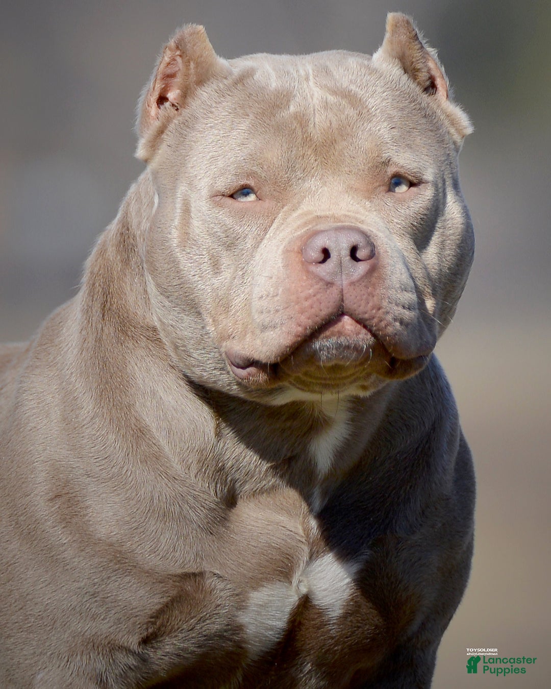Bully Kennel Club Standard American Bully For Sale Abkc Full