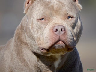American Bully dogs American Bully Spayed Adult - Ad 28