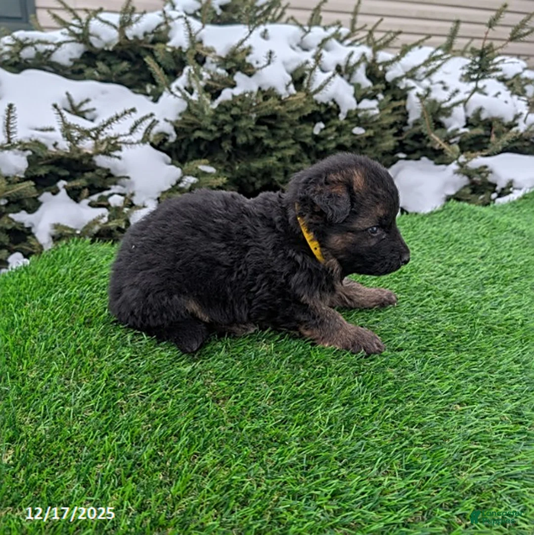 German Shepherd dogs for sale: Micah - Ad 7