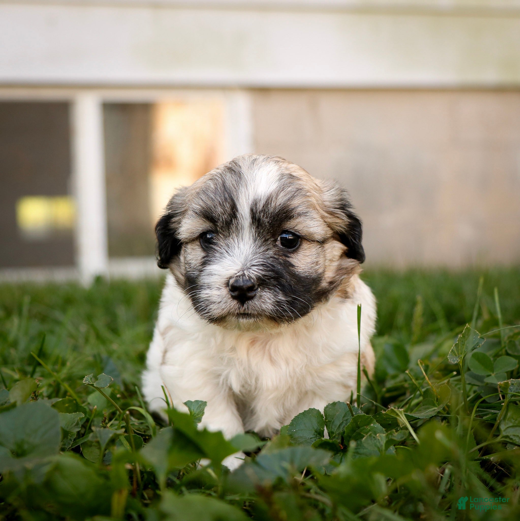Teddy Bear dogs Wendy - Ad 1