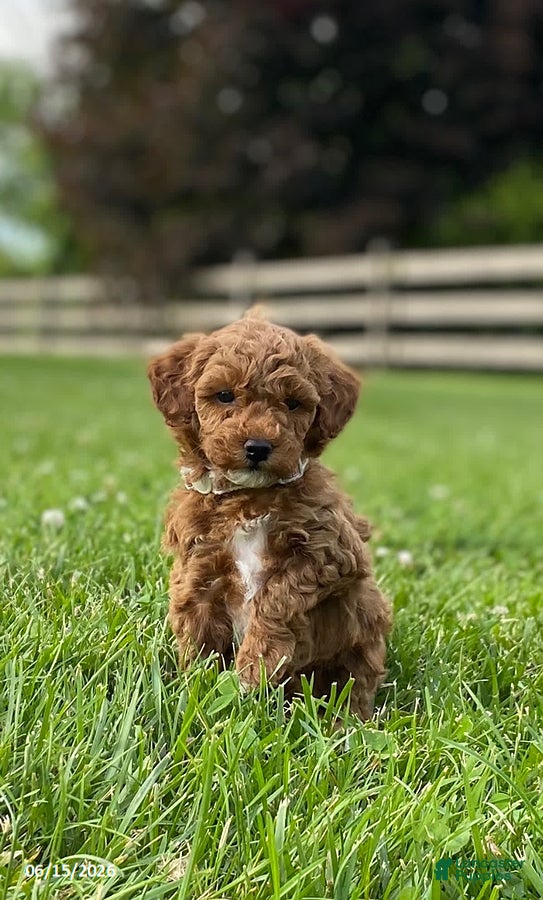 Miniature Labradoodle dogs Hally - Ad 1