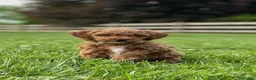 Miniature Labradoodle dogs for sale: Hally - Ad 1