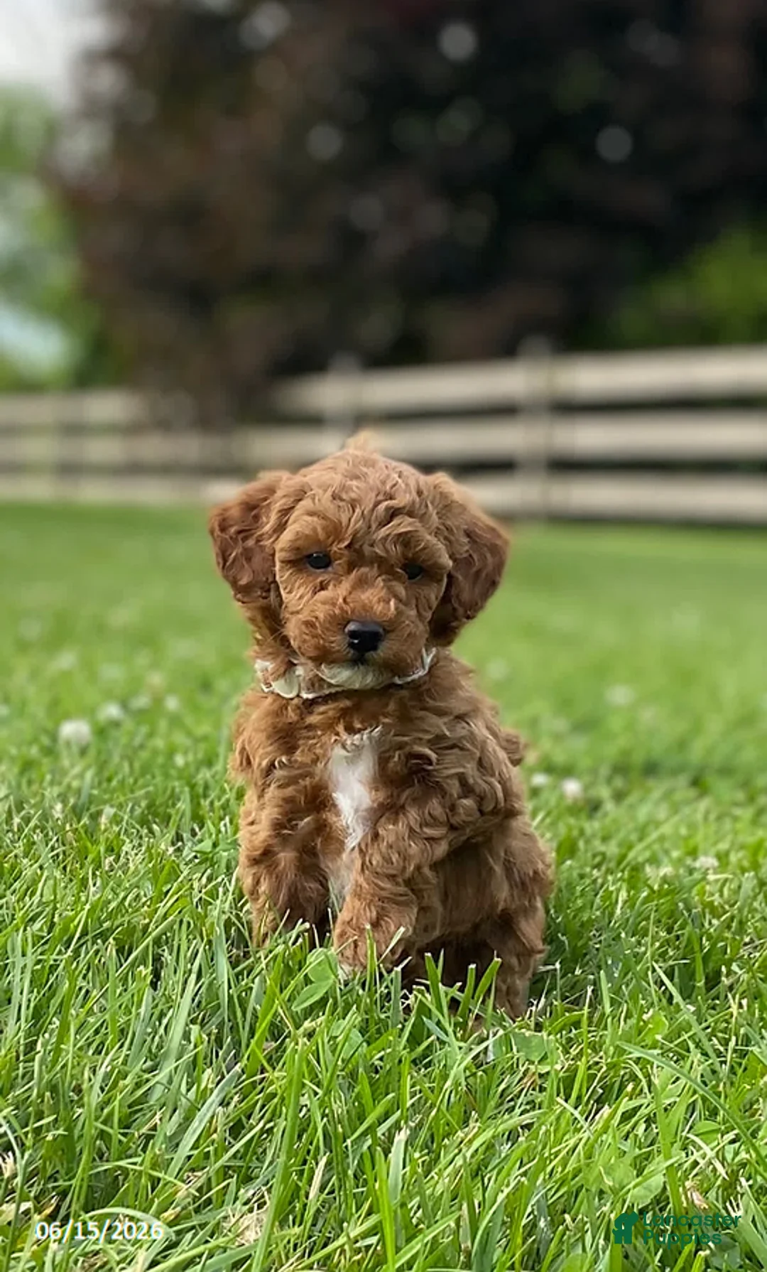 Miniature Labradoodle dogs for sale: Hally - Ad 1