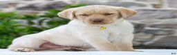 Labrador Retriever dogs for sale: Tucker  - Ad 3