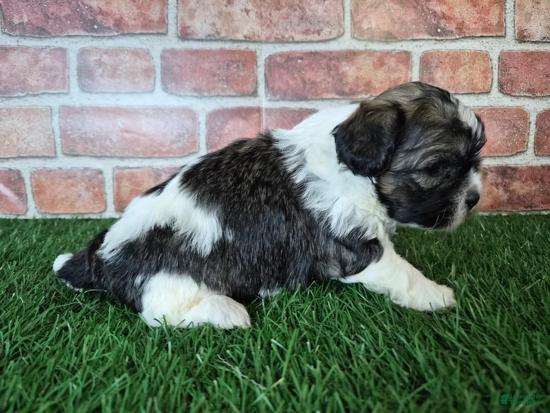 Shihpoo dogs for sale: Waylon - Ad 5