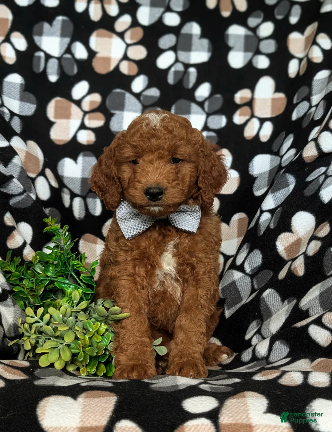 Mini Goldendoodle dogs for sale: Bailey Hypoallergenic - Ad 2