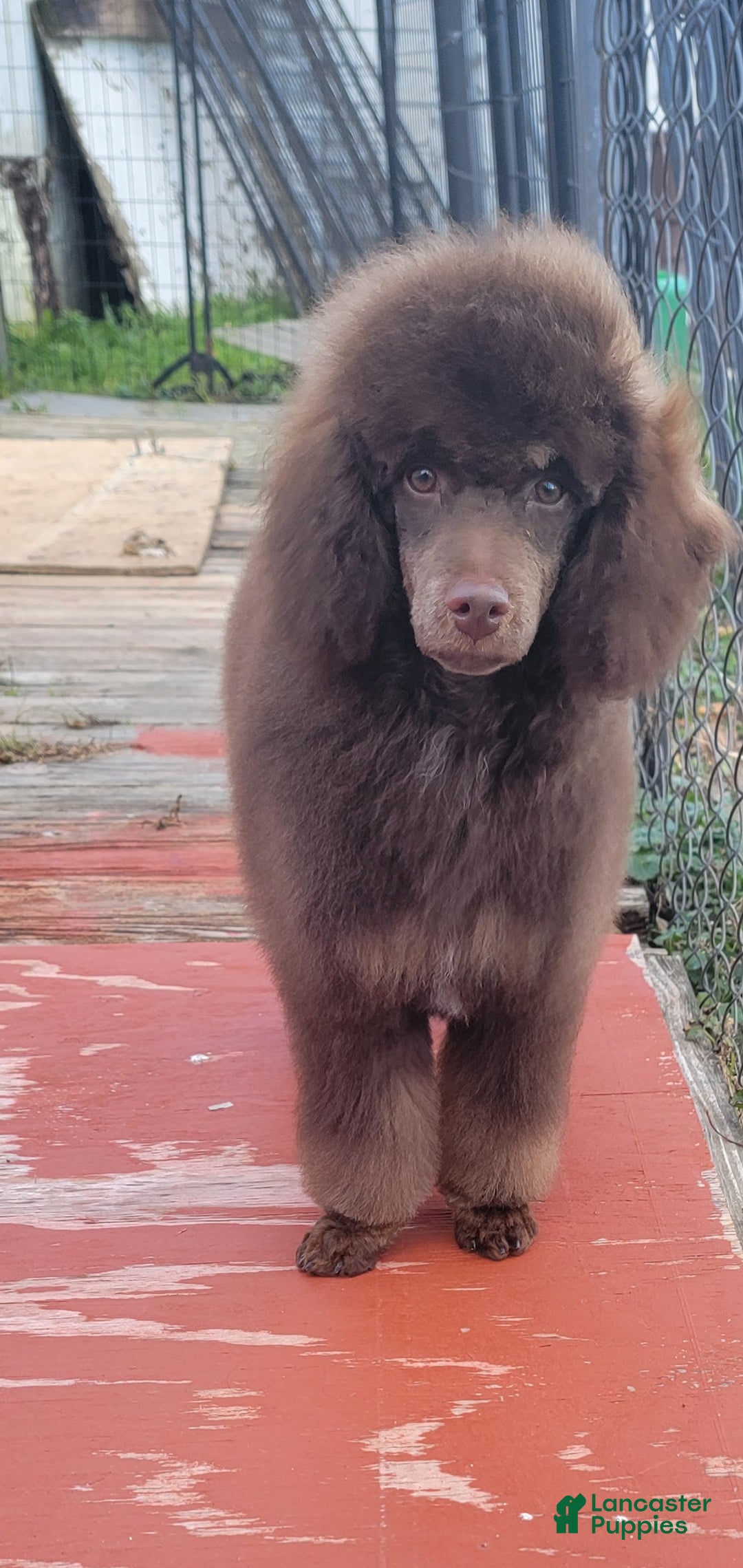 Miniature Poodle dogs for sale: Cooper moyen poodle  - Ad 4