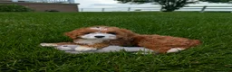 Cavapoo dogs for sale: Joey  - Ad 3