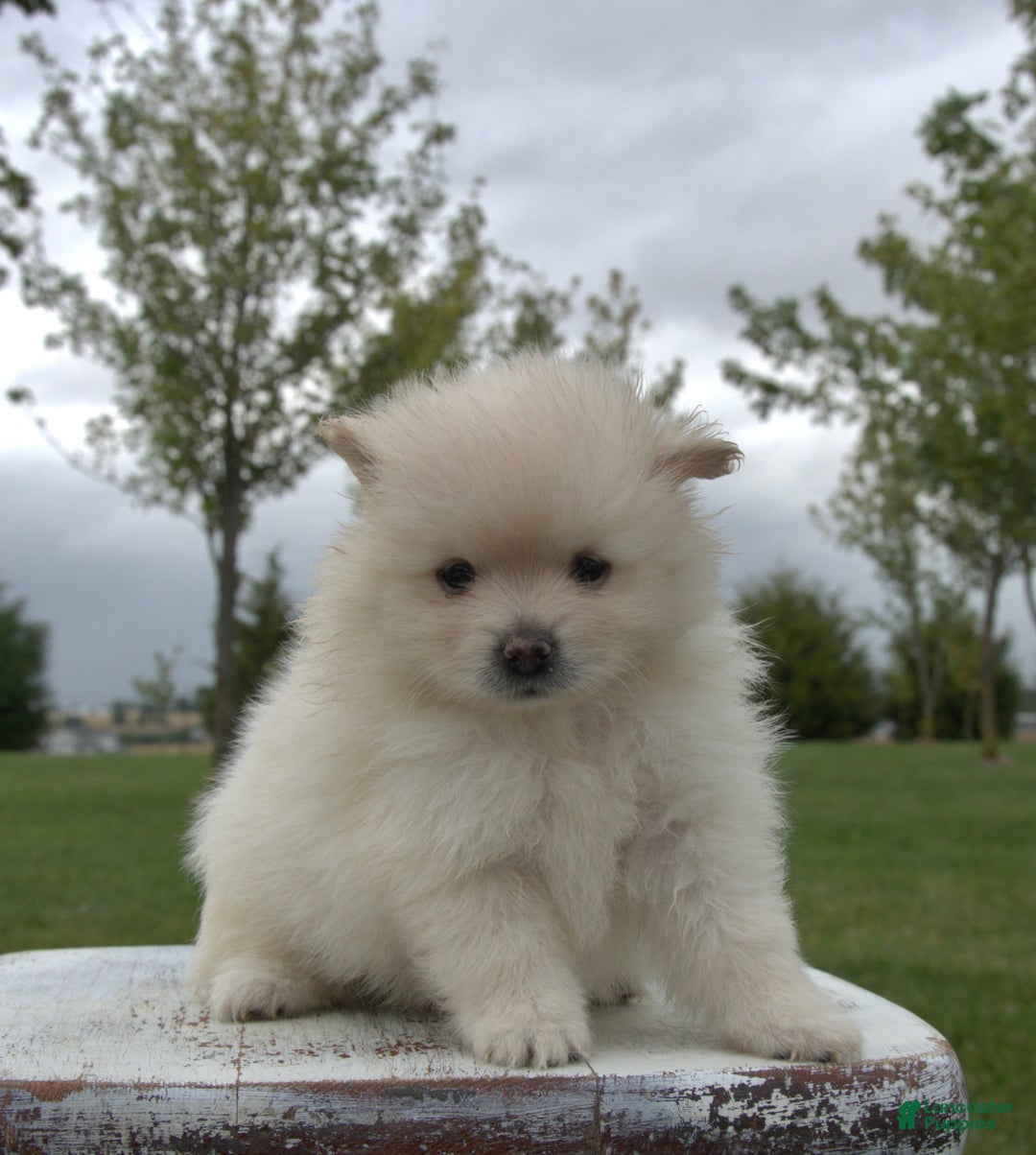 Pomeranian Puppies for sale in Kentucky Lancaster Puppies