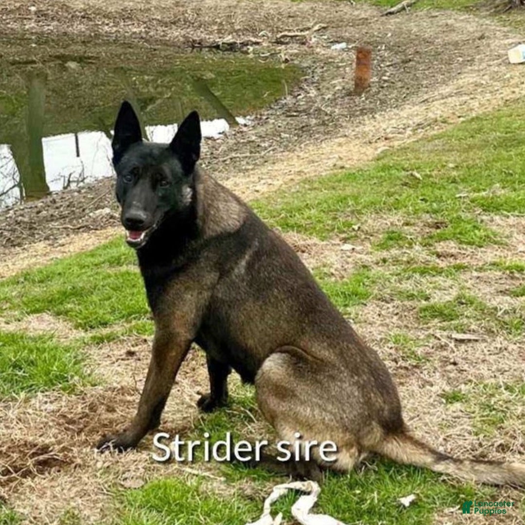 Belgian Malinois dogs for sale: Alex  - Ad 8