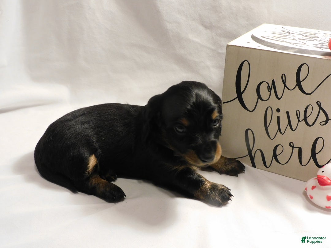 Miniature Dachshund dogs for sale: LMA's ChampionDoxie Snoop Dogg - Ad 25