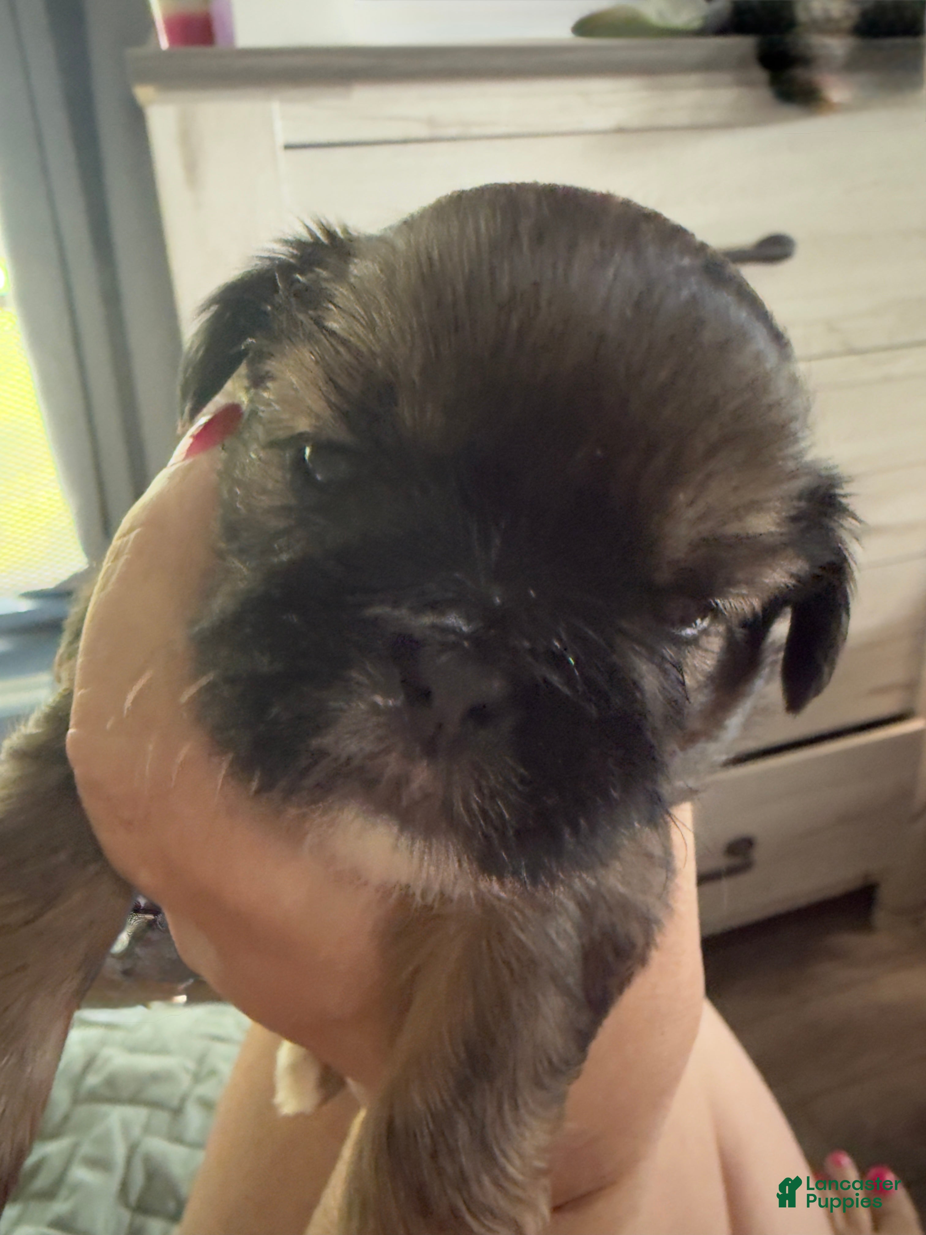 Shih Tzu dogs Shih Tzu 4 - Ad 38