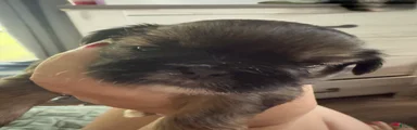 Shih Tzu 4