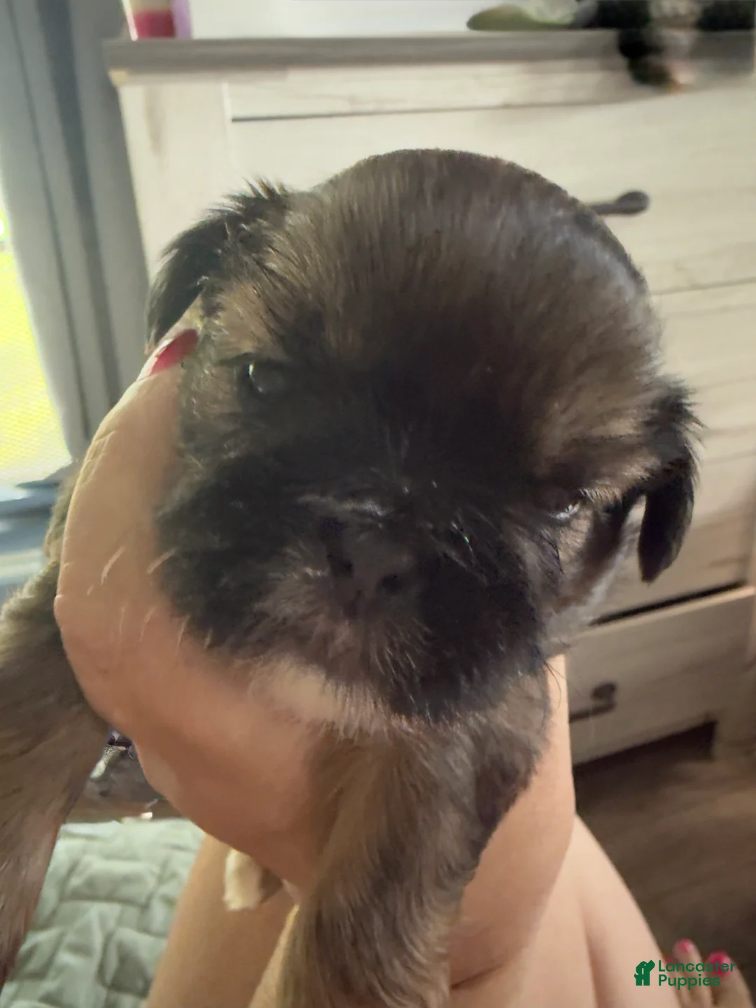 Shih Tzu dogs for sale: Shih Tzu 4 - Ad 1