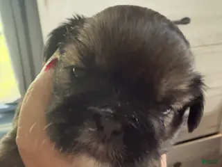 Shih Tzu dogs Shih Tzu 4 - Ad 38