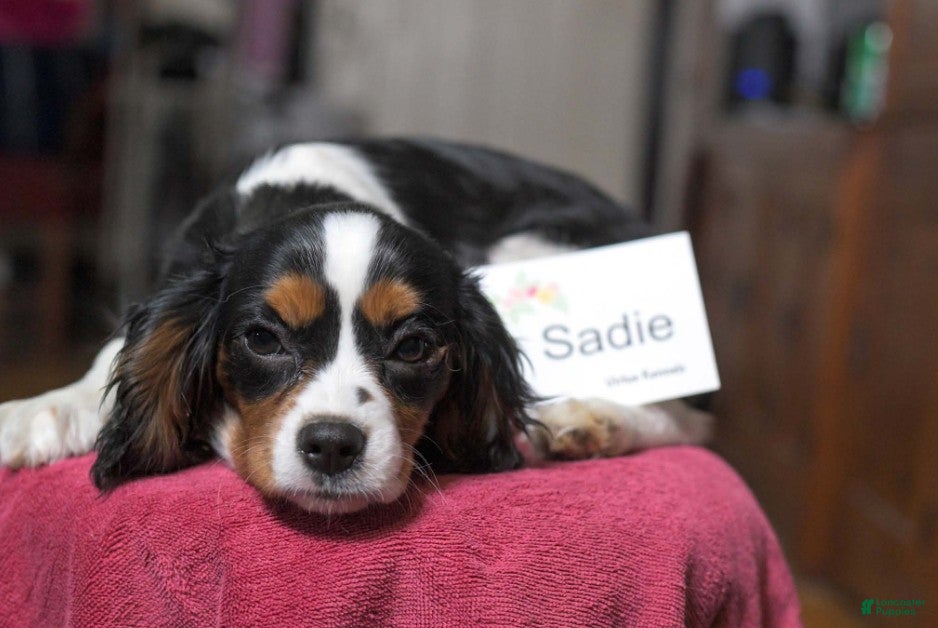 Cavalier King Charles Spaniel dogs Sadie - Ad 1