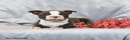 Boston Terrier dogs for sale: Minnie - Ad 2