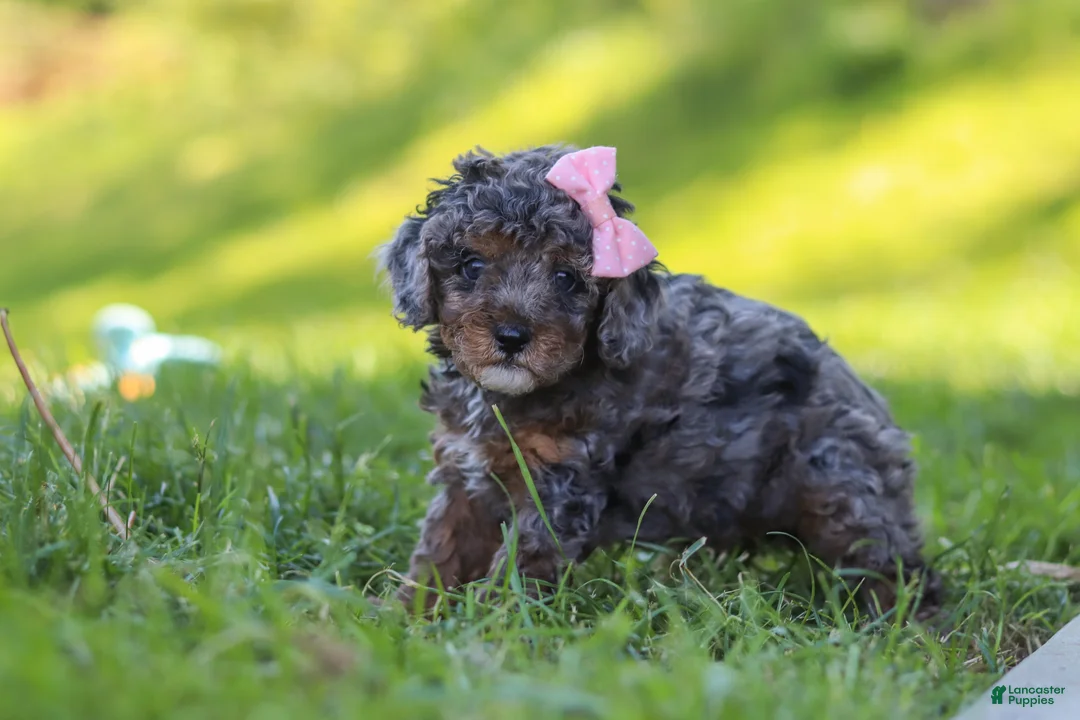 Miniature Poodle dogs for sale: Lexi - Ad 2