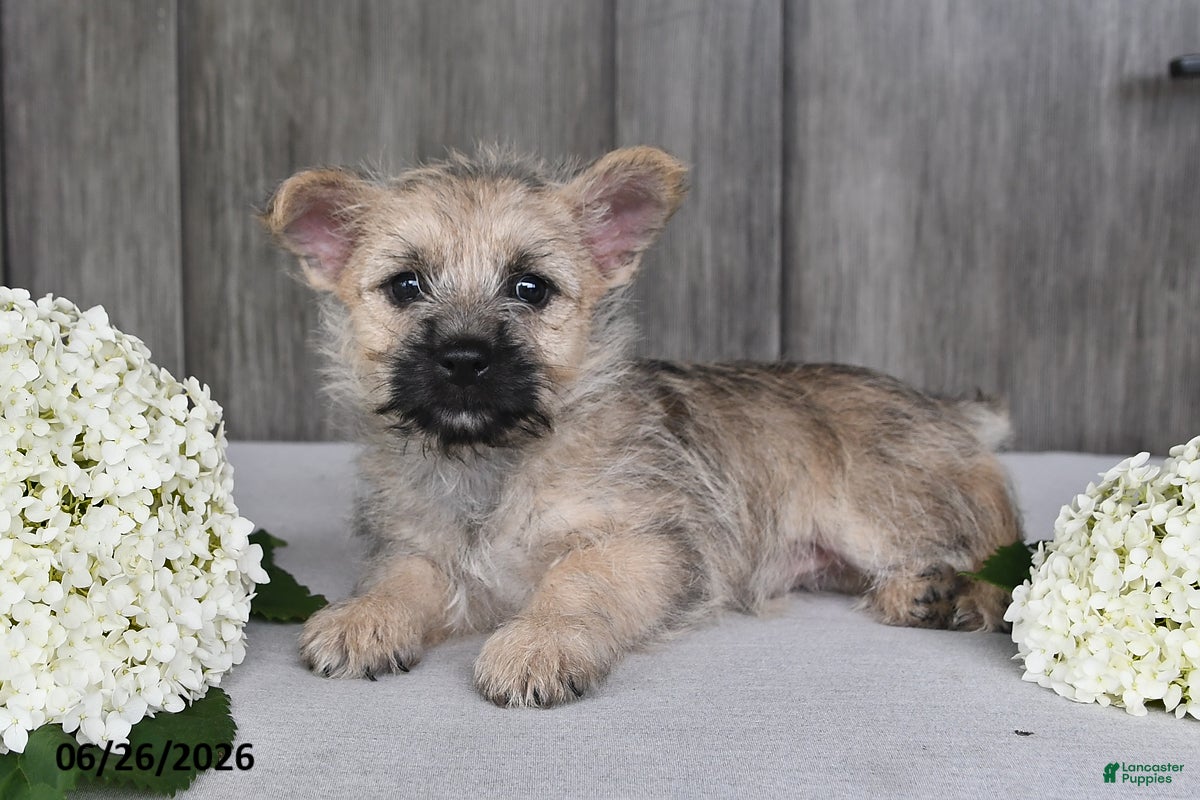 Cairn Terrier dogs Amber - Ad 2