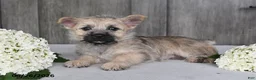 Cairn Terrier dogs for sale: Amber - Ad 7