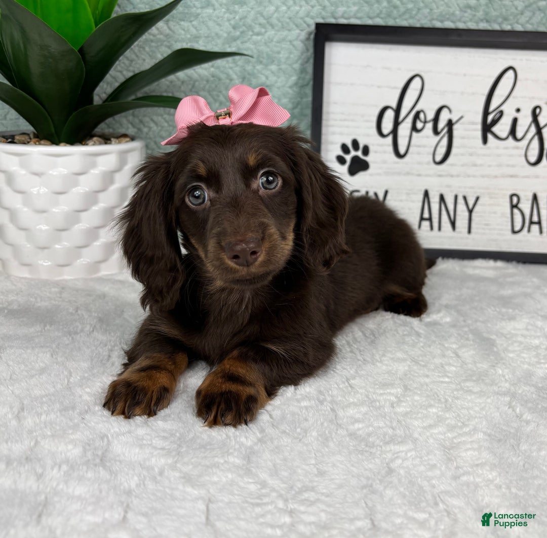 Miniature Dachshund dogs for sale: Daisy  - Ad 5