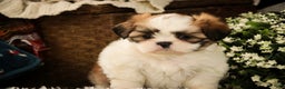 Shih Tzu dogs for sale: Bud - Ad 6