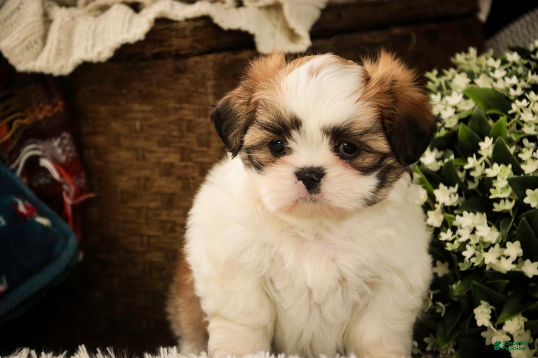 Shih Tzu dogs for sale: Bud - Ad 6