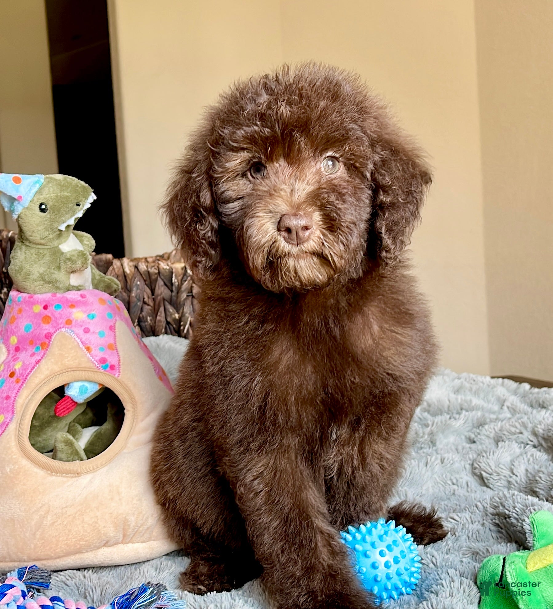 Labradoodle dogs Milo - Ad 1