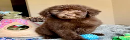 Labradoodle dogs for sale: Milo - Ad 1