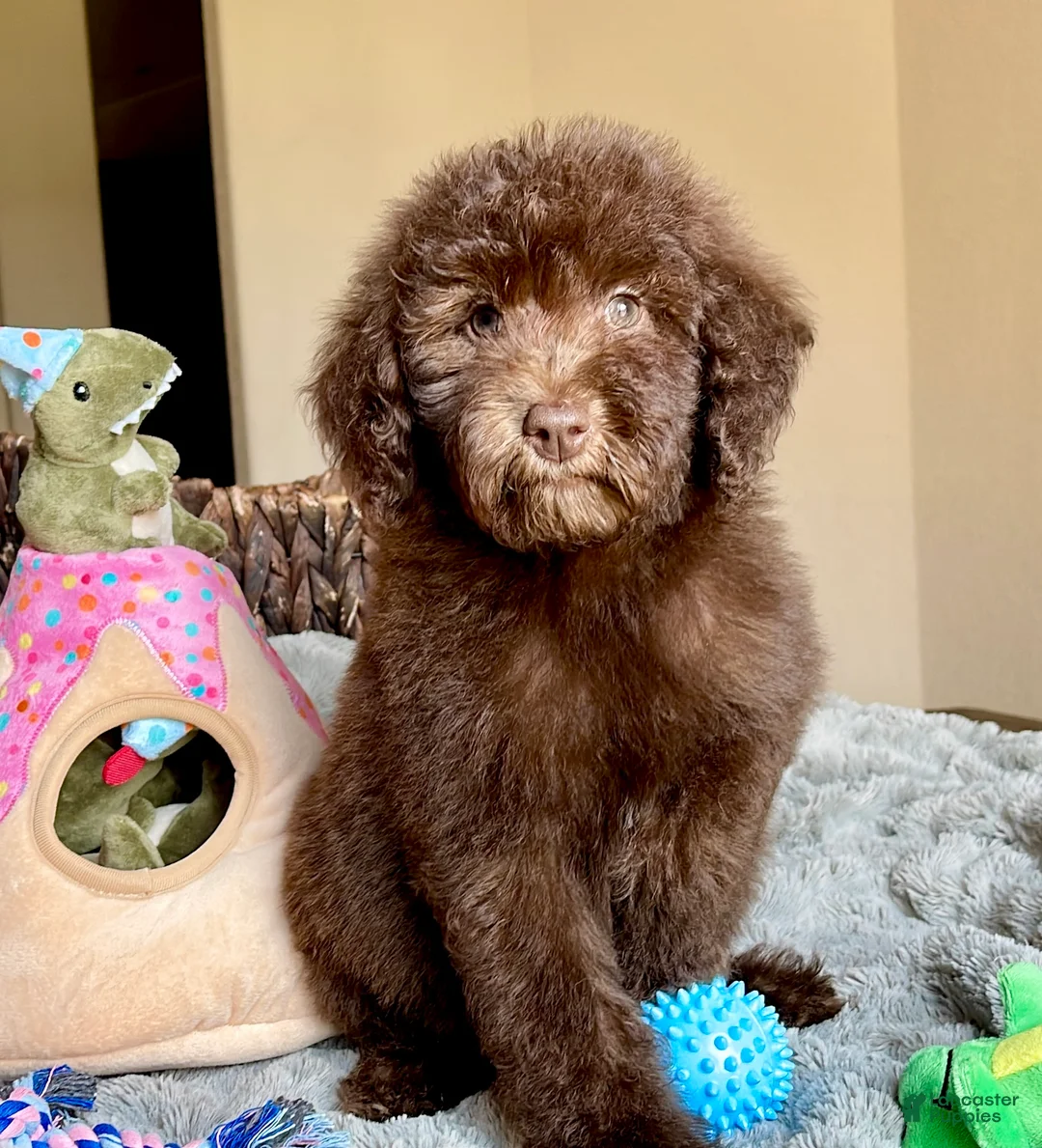 Labradoodle dogs for sale: Milo - Ad 1