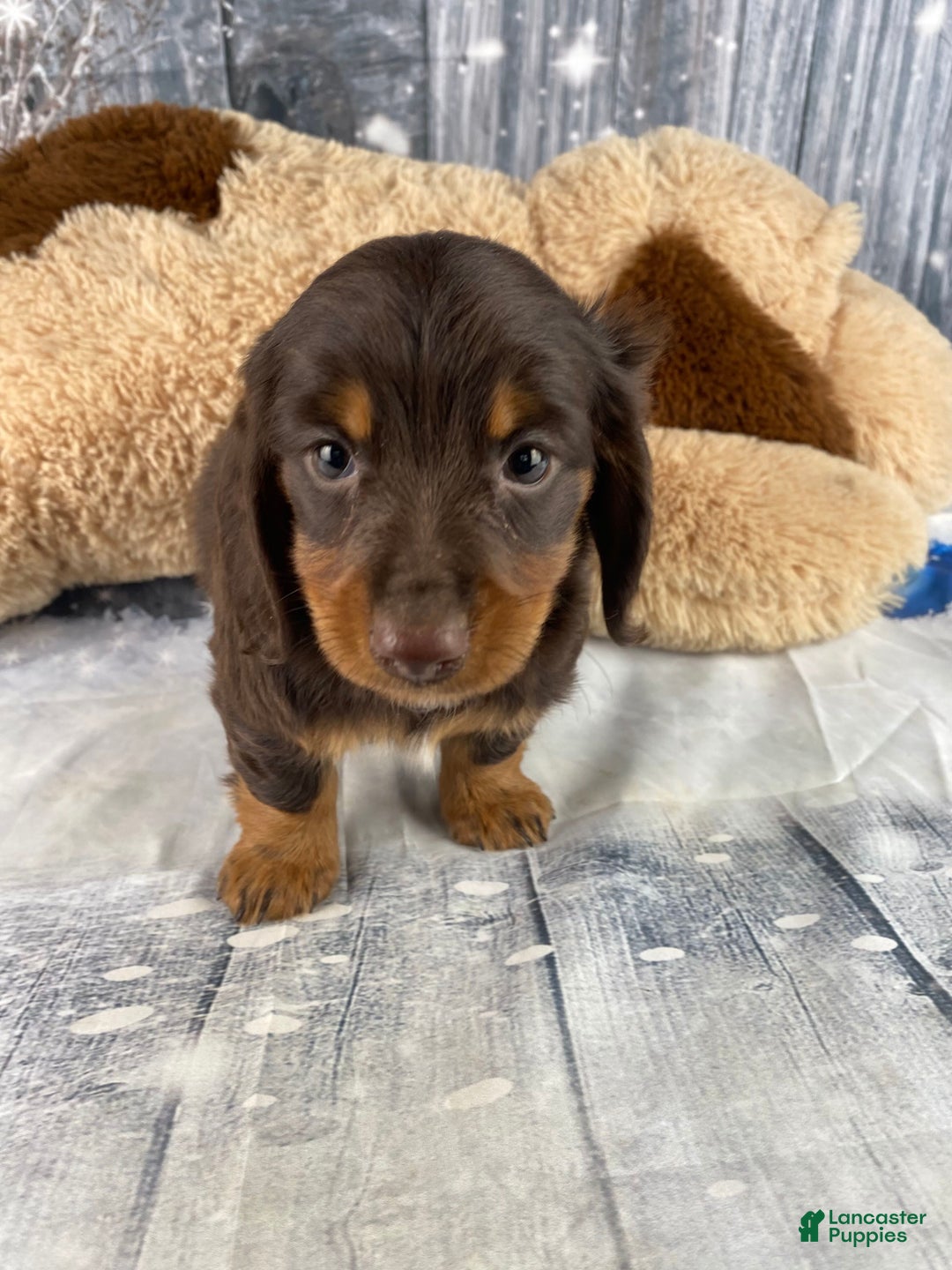 Miniature Dachshund dogs for sale: Lilly - Ad 6