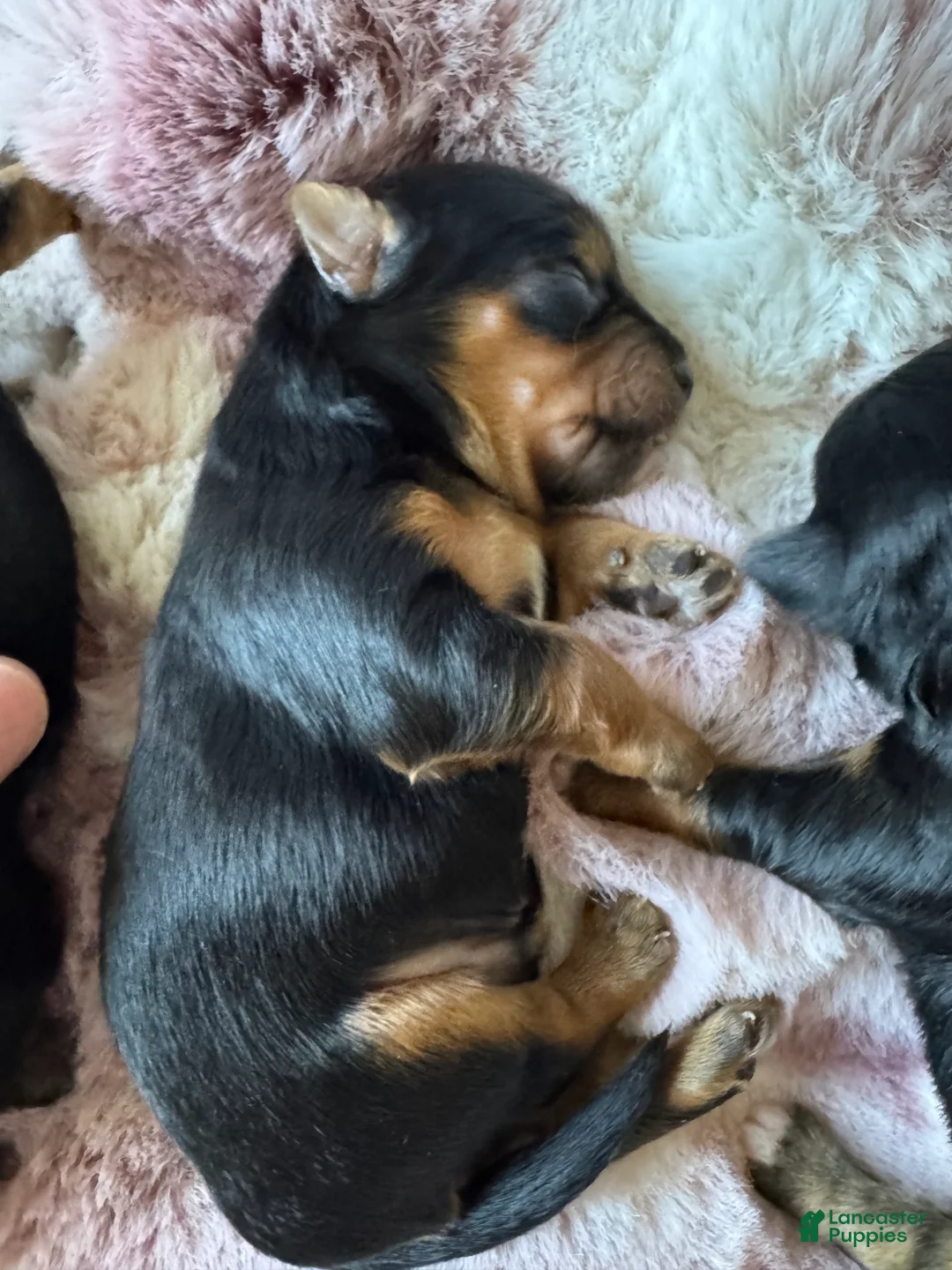 Mixed Breed dogs for sale: Mixed Breed 1 - Ad 1