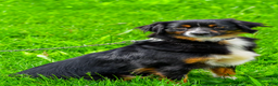Miniature Australian Shepherd dogs for sale: Elon - Ad 10