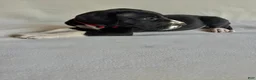 Great Dane dogs for sale: Chip-red - Ad 5