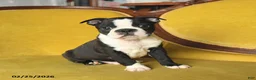 Boston Terrier dogs for sale: Skippy - Ad 1