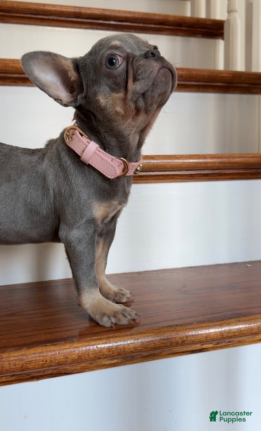 French Bulldog dogs for sale: Cherry - Ad 2